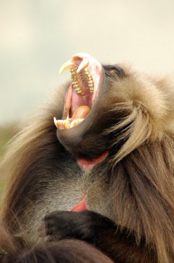 Galada baboon showing teeth clipart