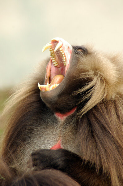 Galada baboon showing teeth