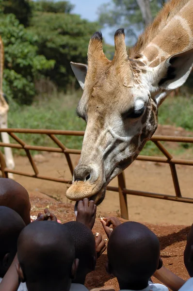 Giraffe being fed by African children — Stock Photo, Image