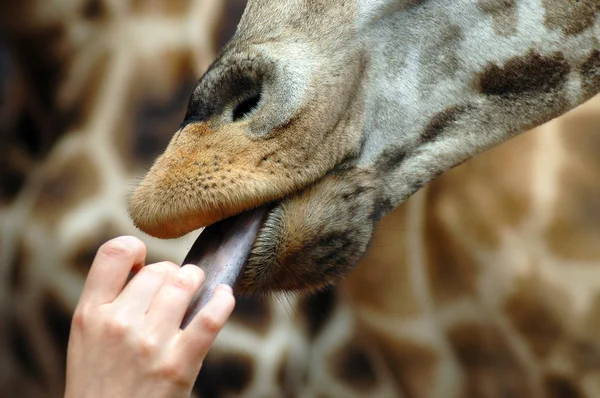 Giraffe hand gevoed wordt — Stockfoto