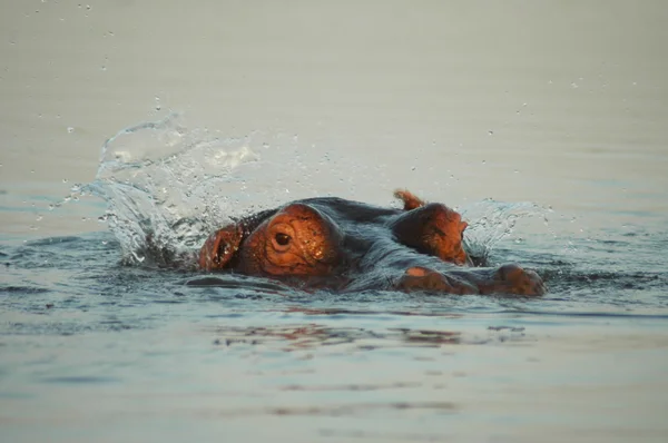 hippo sıçramasına