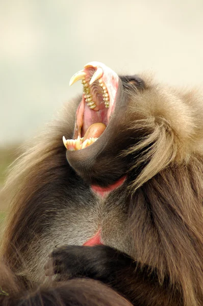 Galada babuino mostrando los dientes Imagen de archivo