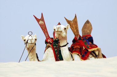 Two camels facing forward behind a sand dune clipart