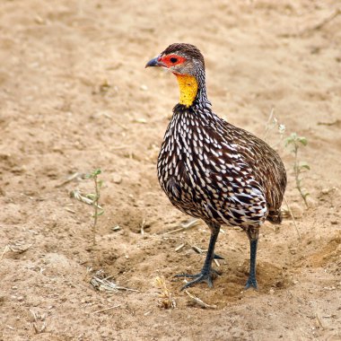 Sarı boyunlu spurfowl sol arıyorsunuz