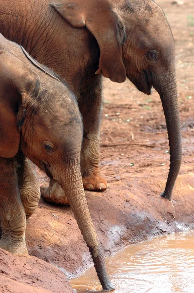 마시는 두 아기 코끼리 — 스톡 사진