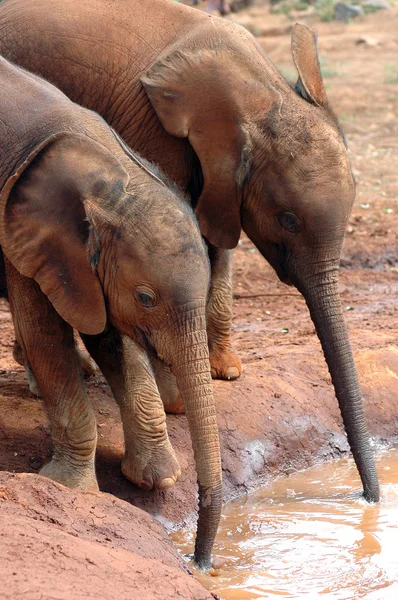 Twee baby olifanten drinken 2 — Stockfoto