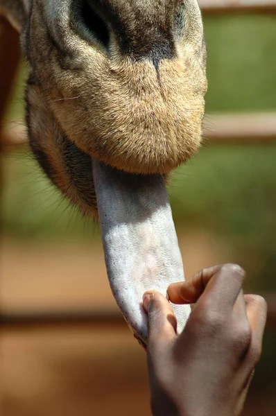 Vertical de girafa sendo alimentado à mão 2 — Fotografia de Stock
