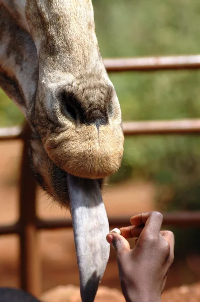 Senkrechte der Giraffe, die von Hand gefüttert wird 3 — Stockfoto