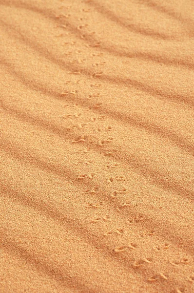 stock image Animal tracks in sand