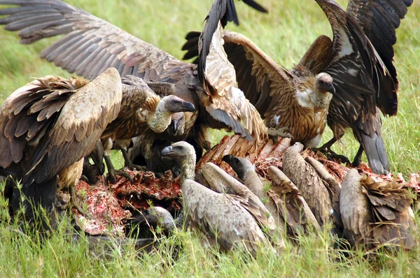 Abutres atacando e comendo uma carcaça de búfalo — Fotografia de Stock