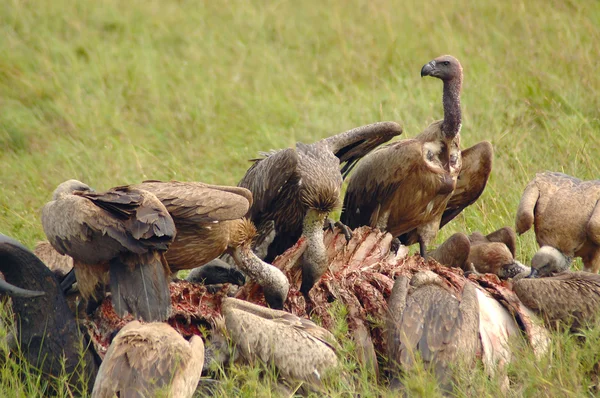 Vultures eating a buffalo carcass on African plains — Stock Photo, Image