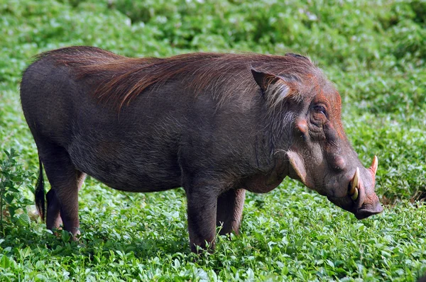 Warthog. — Fotografia de Stock