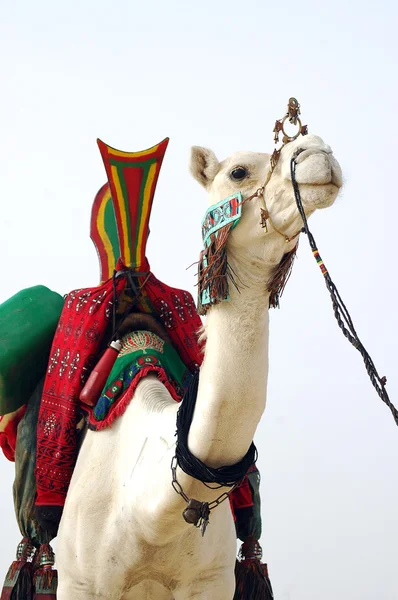 Camello nómada con silla de montar mirando hacia adelante — Foto de Stock