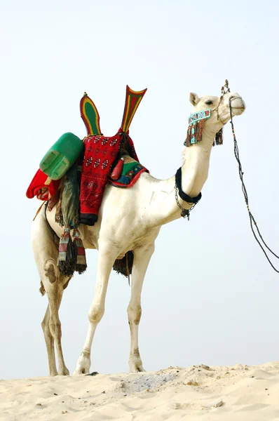 Camello nómada de pie en el desierto — Foto de Stock