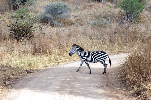 Zebra krydser vej i Afrika - Stock-foto