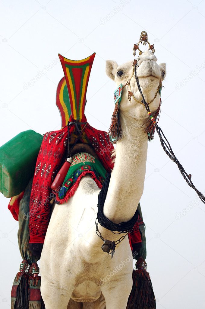 White Tuareg camel looking forward