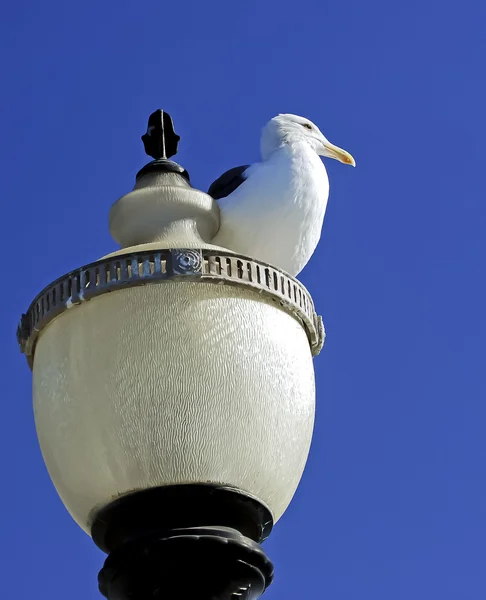 Seagull on Lamp pole — Stock Photo, Image