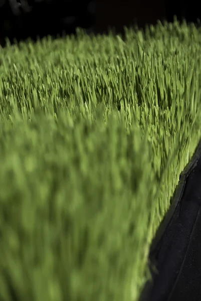 Grean ekologiskt vetegräs — Stockfoto