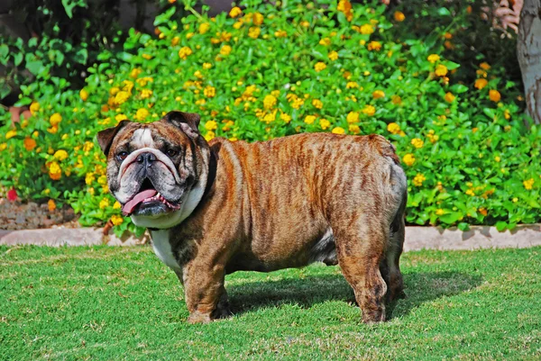 bir büyük erkek bulldog