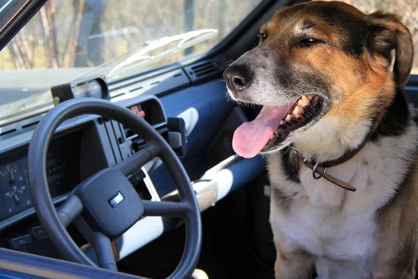 stock image Dog on a car is waiting