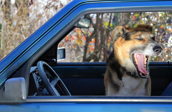 Funny dog yawning in a car — Stock Photo, Image