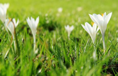 Wild white crocus clipart