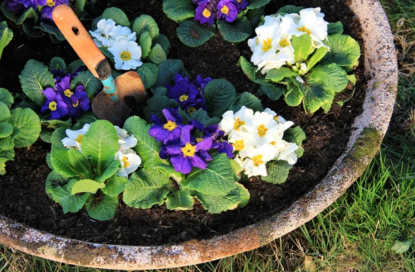 Garden pot — Stock Photo, Image