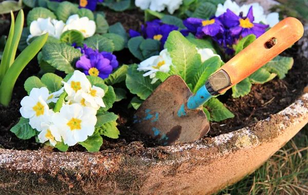 Primrose flower and little shovel — Stock Photo, Image
