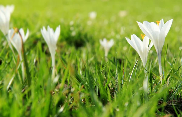 Crocus branco selvagem — Fotografia de Stock