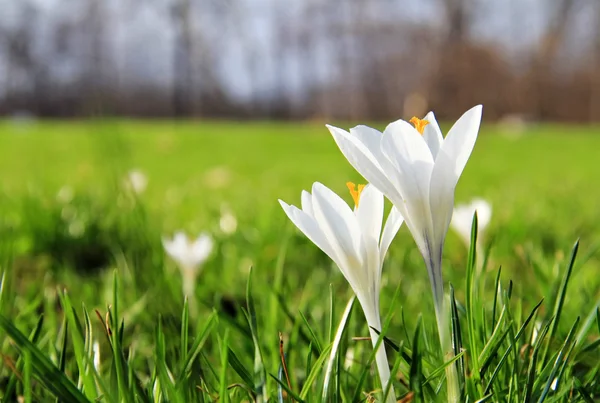 Stock image Springtime