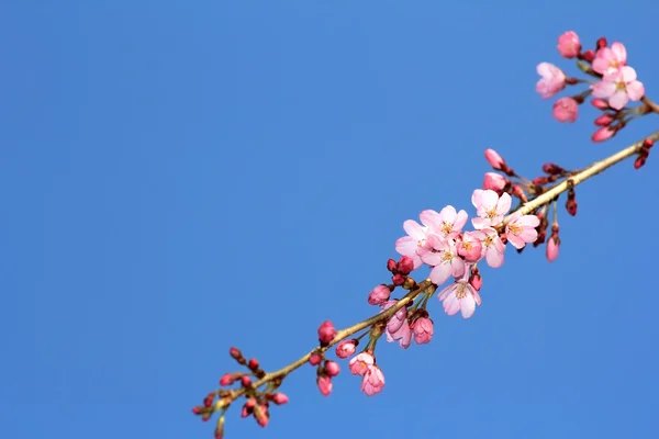 stock image Floral cherry flowers