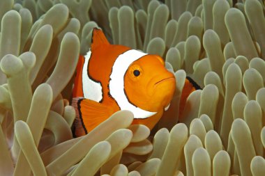 Clownfish clipart