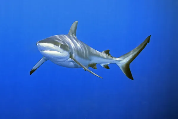 Köpekbalıkları — Stok fotoğraf