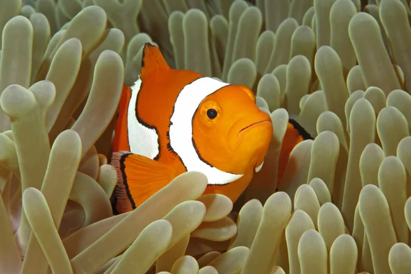 Clownfish — 스톡 사진