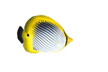 Butterflyfish clipart