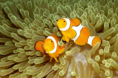 Two Clown Anemonefishes clipart