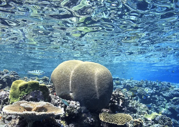 Мозговой коралл — стоковое фото