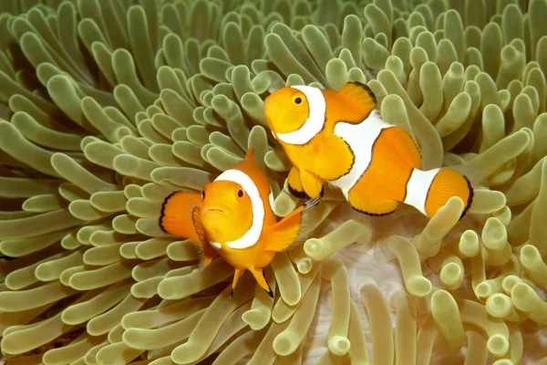 两个小丑 anemonefishes — 图库照片