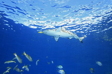 Blacktip Reef Shark clipart
