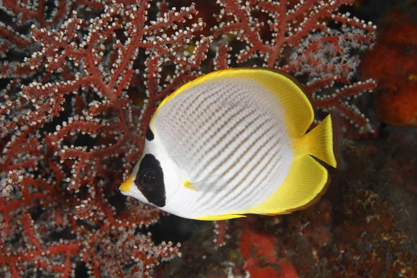 Butterflyfish — Stock Photo, Image