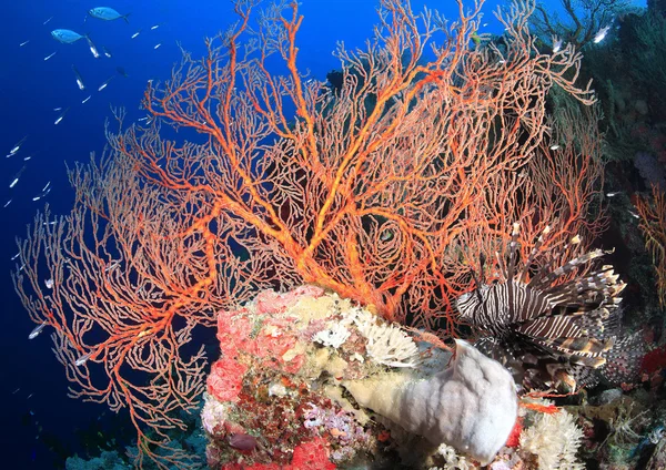 サンゴ礁の上のライチョウは — ストック写真