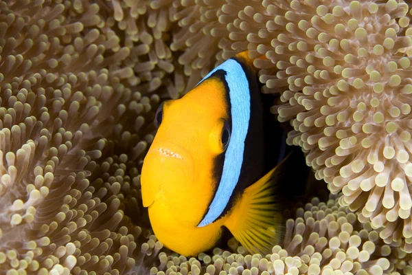 Clownfish Φωτογραφία Αρχείου