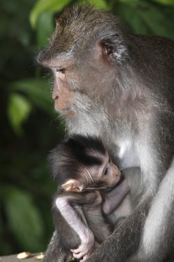 Female Monkey with Infant clipart