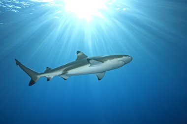 Blacktip Reef Shark clipart