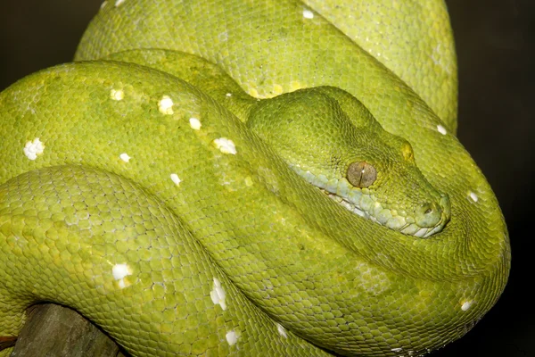 Зелене дерево змії — стокове фото