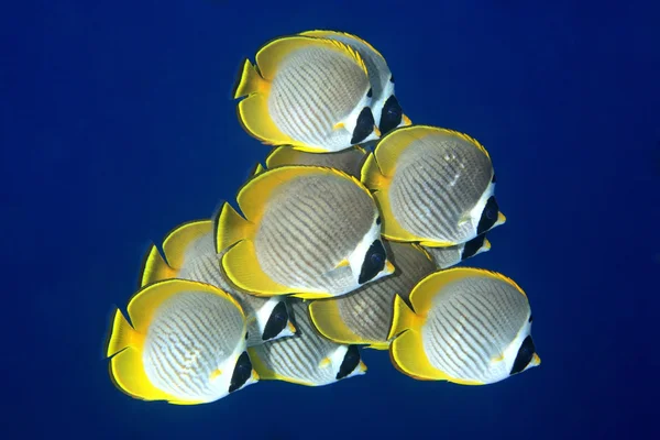 School van butterflyfish — Stockfoto
