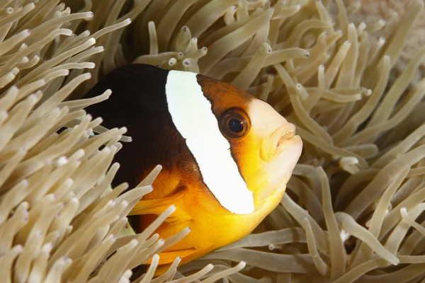 Помаранчевий ребристою Anemonefish — стокове фото