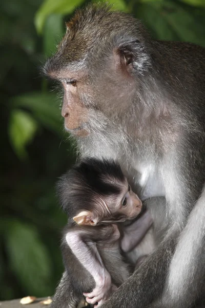 Female Monkey with Infant — Stock Photo, Image
