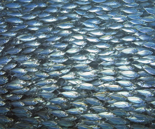 Рыбная школа — стоковое фото