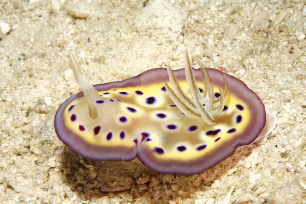 Nudibranch — Stock Photo, Image